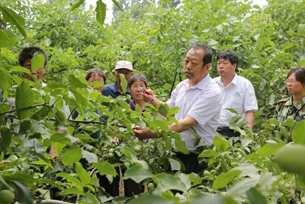 图为李保国在田间为田舍解说核桃栽培实用技术。